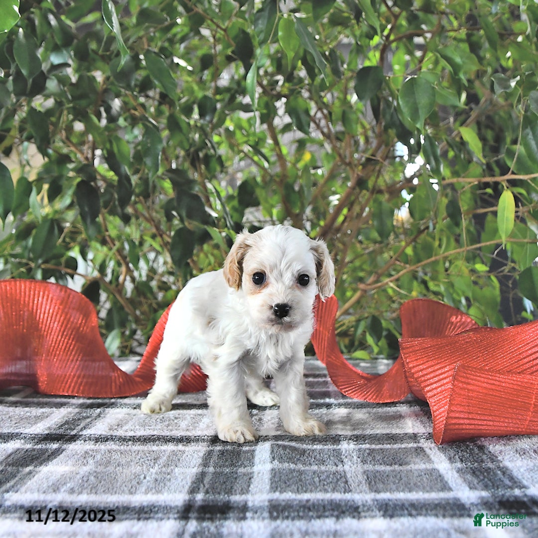 Cavapoo dogs for sale: Geneva - Ad 2