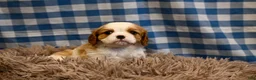Cavalier King Charles Spaniel dogs for sale: Marcy - Ad 3