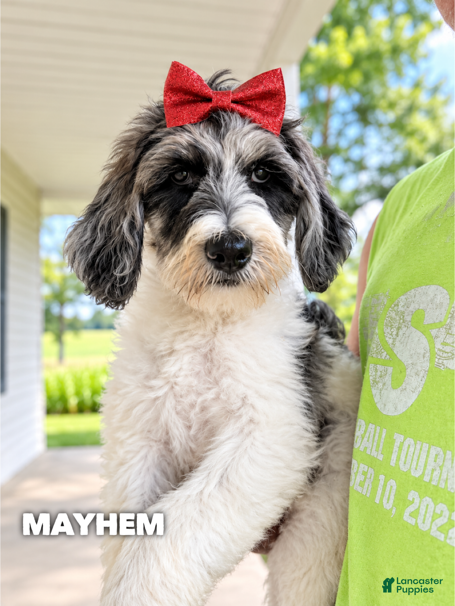 Goldendoodle dogs Mayhem - Standard F1b - Ad 41