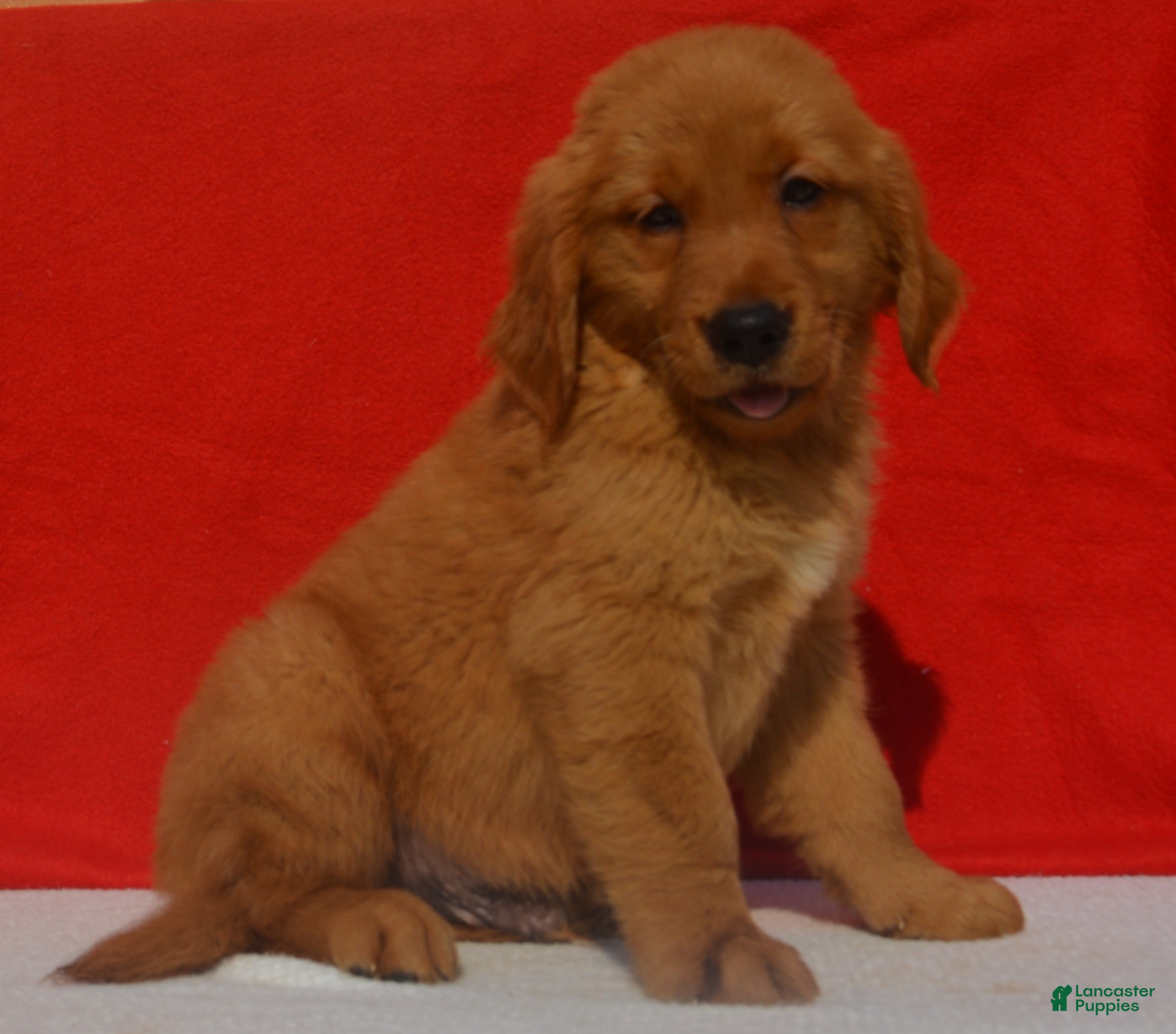Golden Retriever dogs Lucas - Ad 14