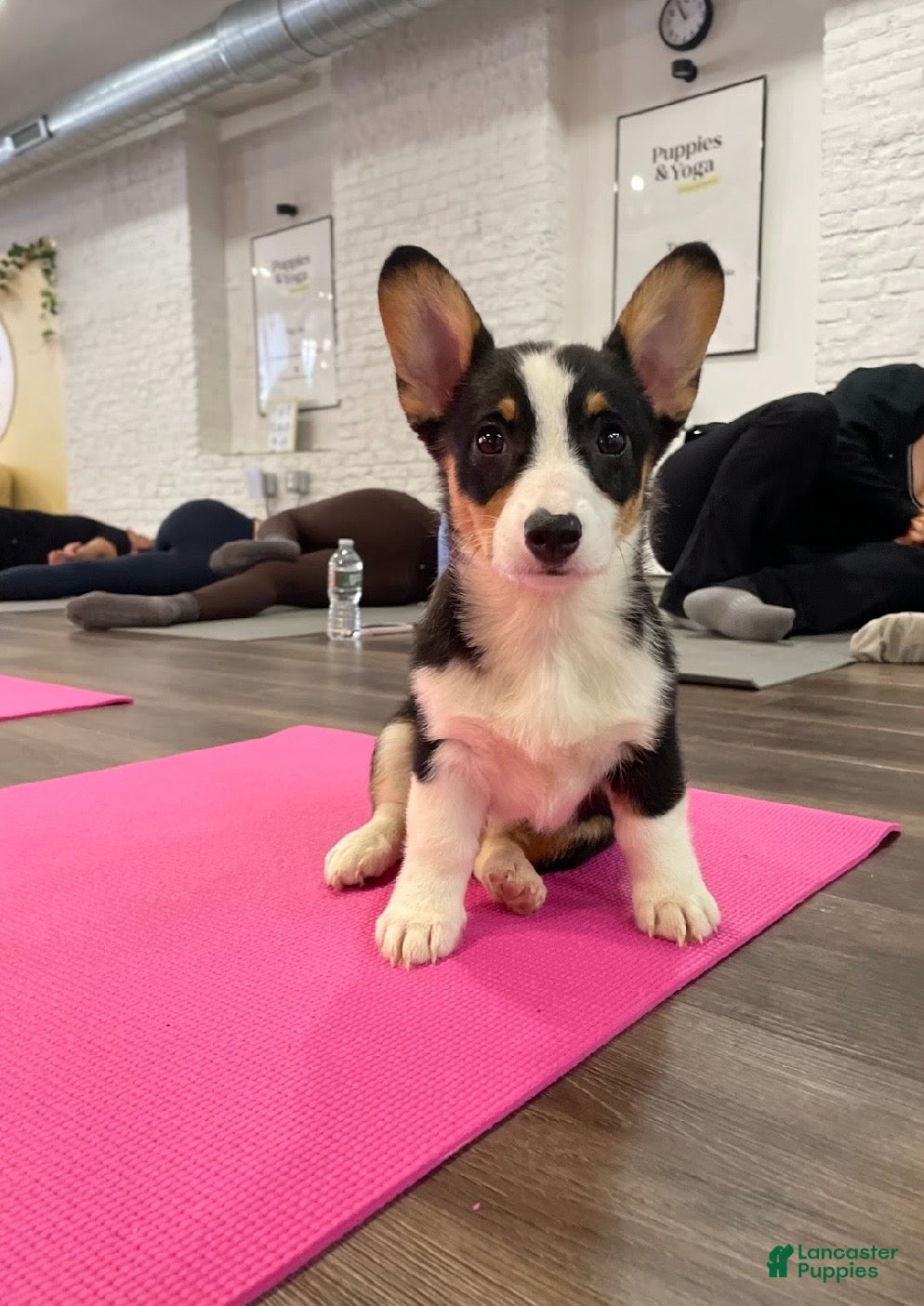Welsh Corgi Pembroke dogs 🐾❤️Clarissa Corgi - Ad 2