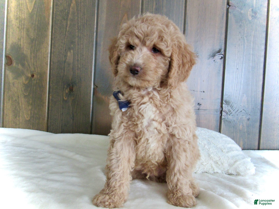 Mini Goldendoodle dogs for sale: Rusty - Ad 5
