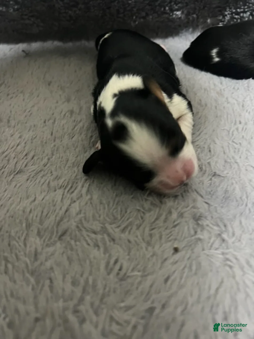 Cavalier King Charles Spaniel dogs for sale: Judah - Ad 6