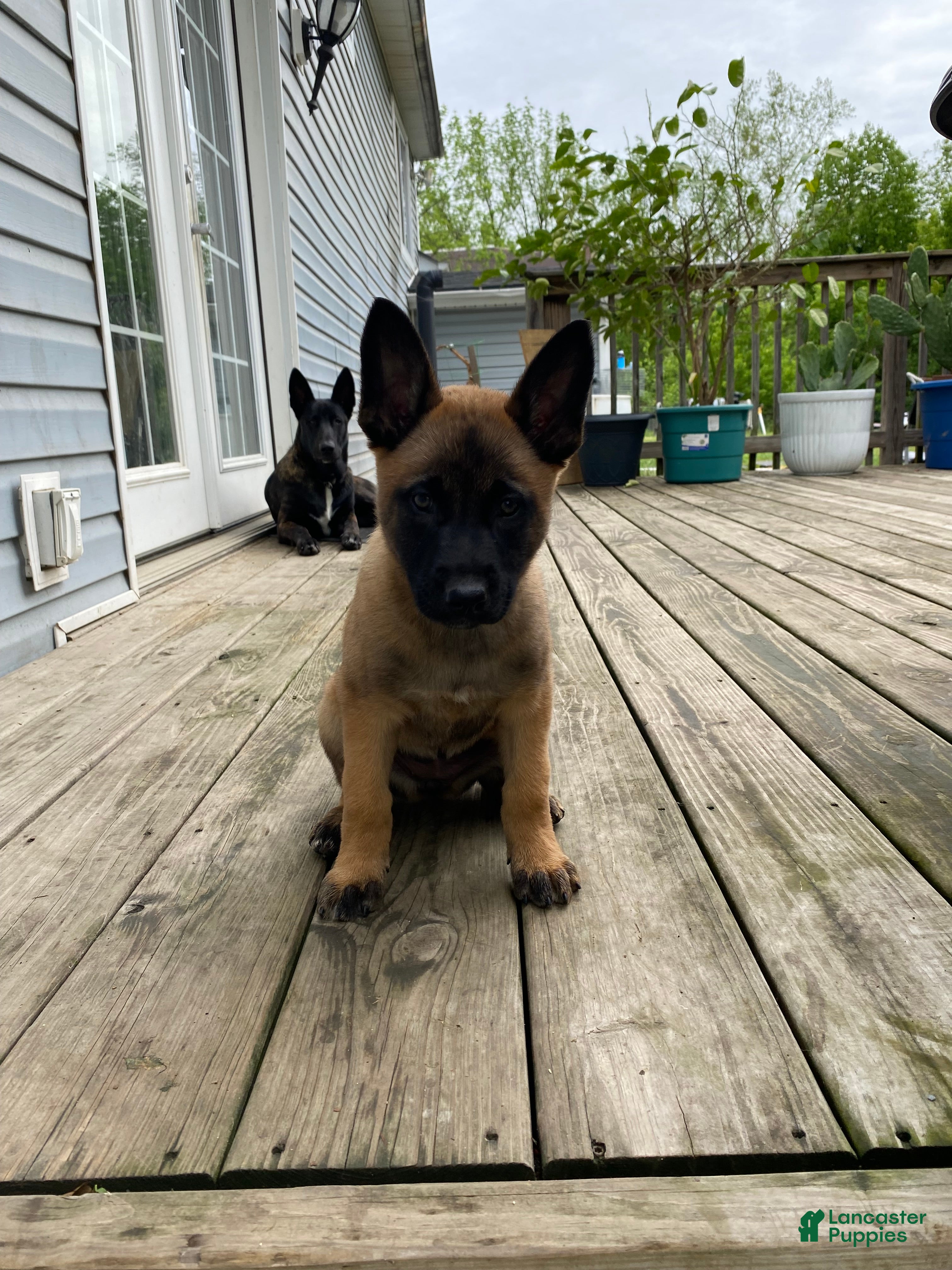 Mixed Breed dogs Mixed Breed Puppy 7 - Ad 11