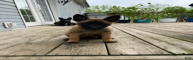 Mixed Breed Puppy 7