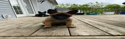 Mixed Breed dogs for sale: Mixed Breed Puppy 7 - Ad 1