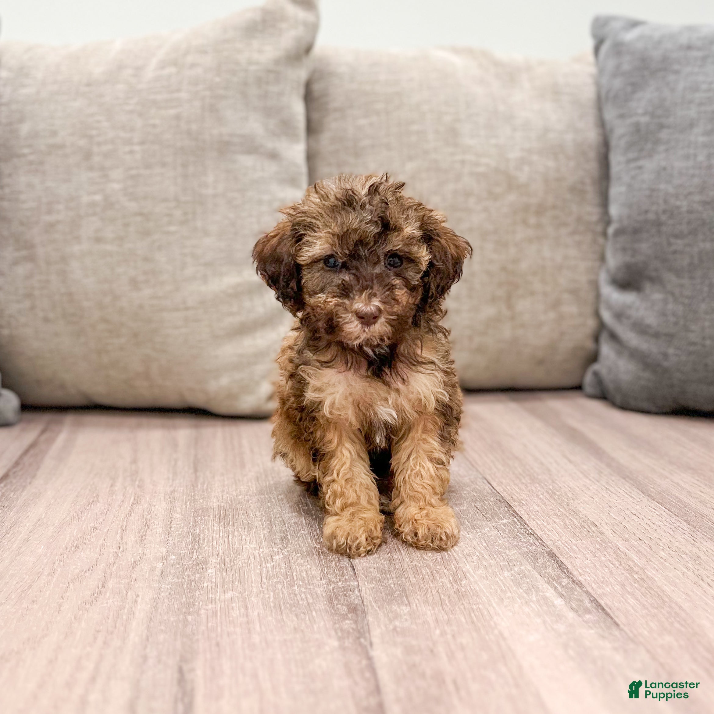 Miniature Poodle dogs for sale: Caramel - Ad 1
