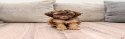 Miniature Poodle dogs for sale: Caramel - Ad 1
