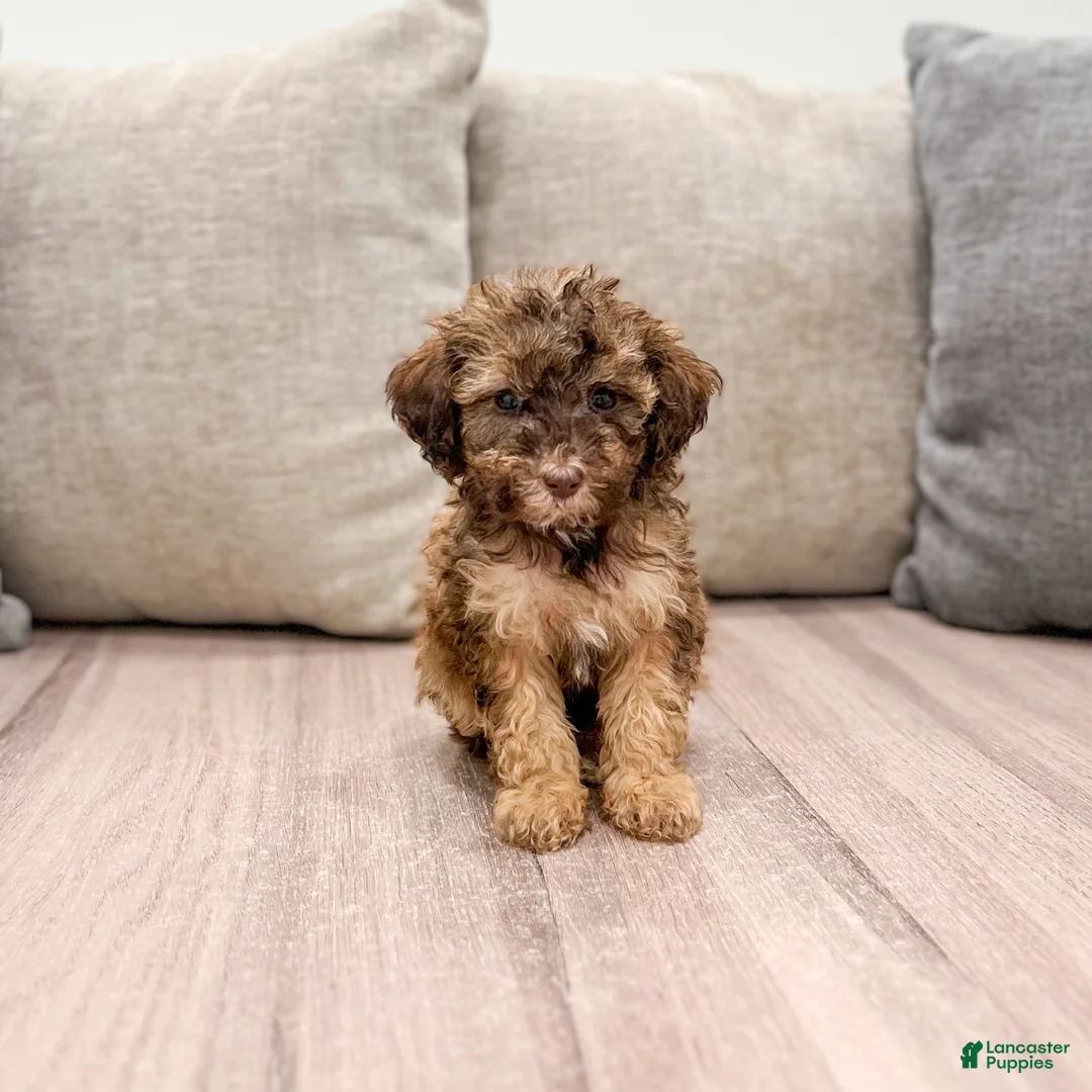 Miniature Poodle dogs for sale: Caramel - Ad 1