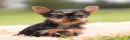 Yorkshire Terrier dogs for sale: Sparky - Ad 4