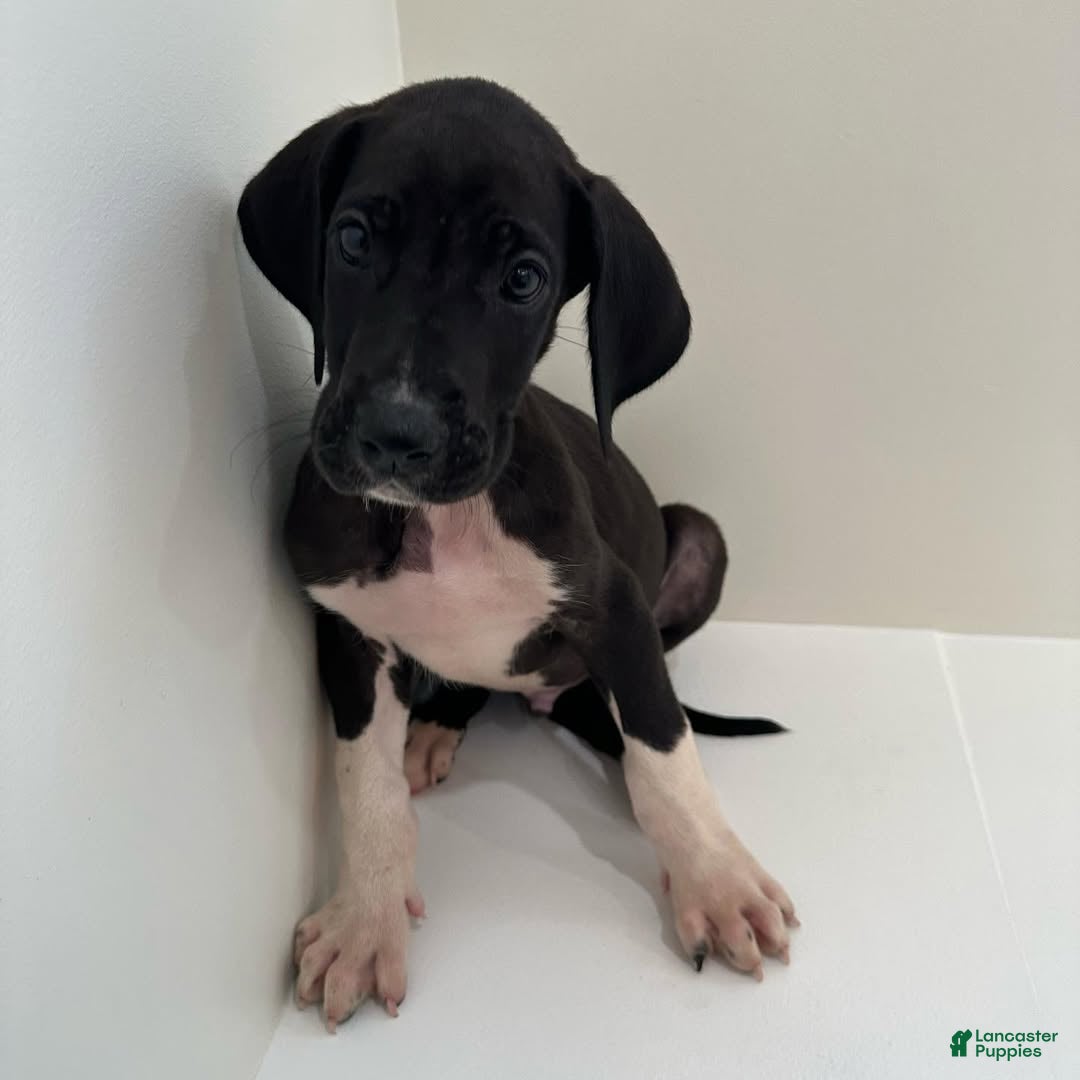 Great Dane dogs Zeus (Male) - Ad 1
