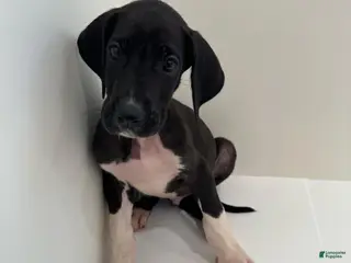 Great Dane dogs Zeus (Male) - Ad 8