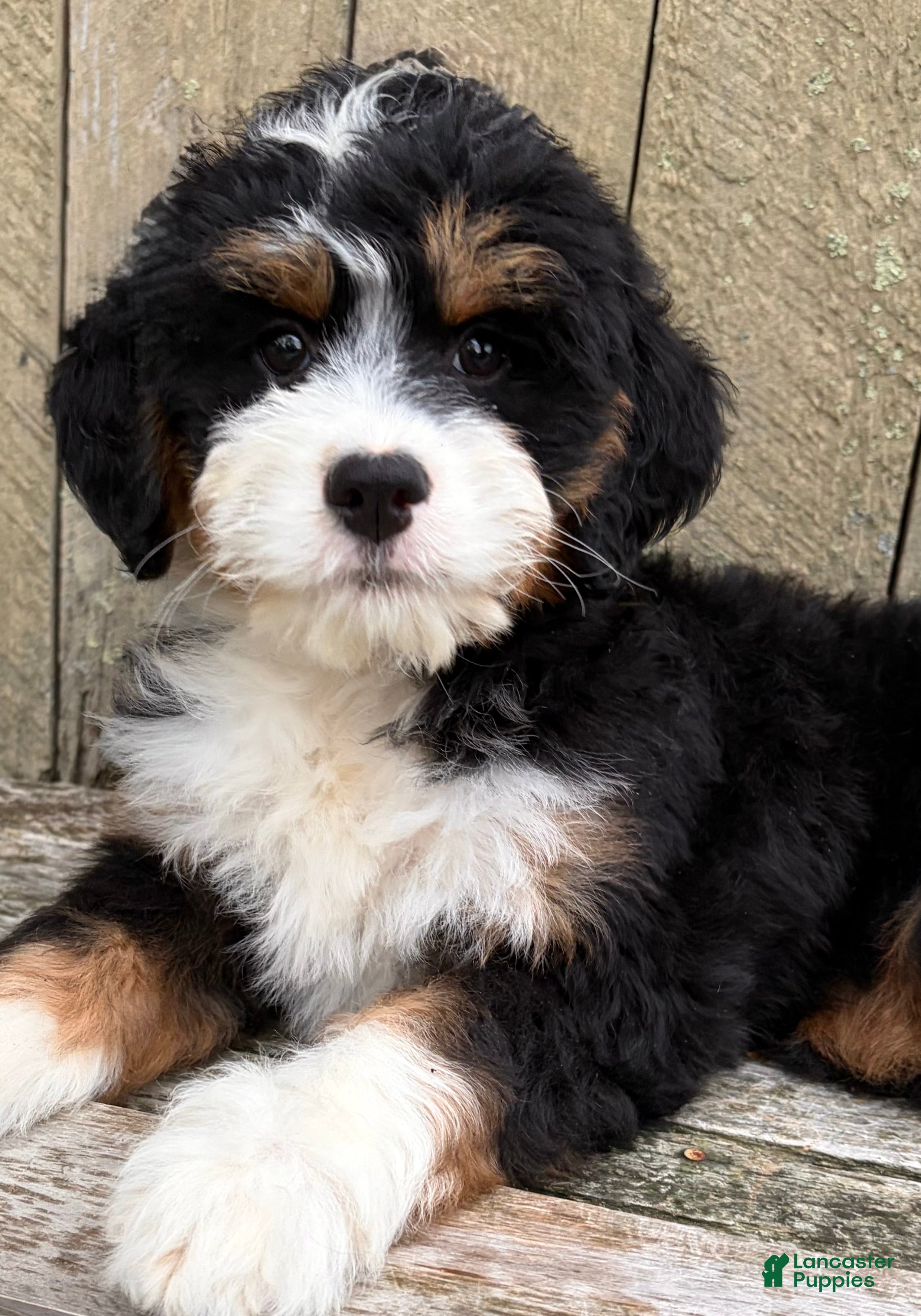 Mini Bernedoodle dogs for sale: 💛IN BOSTON MASSACHUSETTS AREA💛MINI BERNEDOODLE GIRL💛 - Ad 7