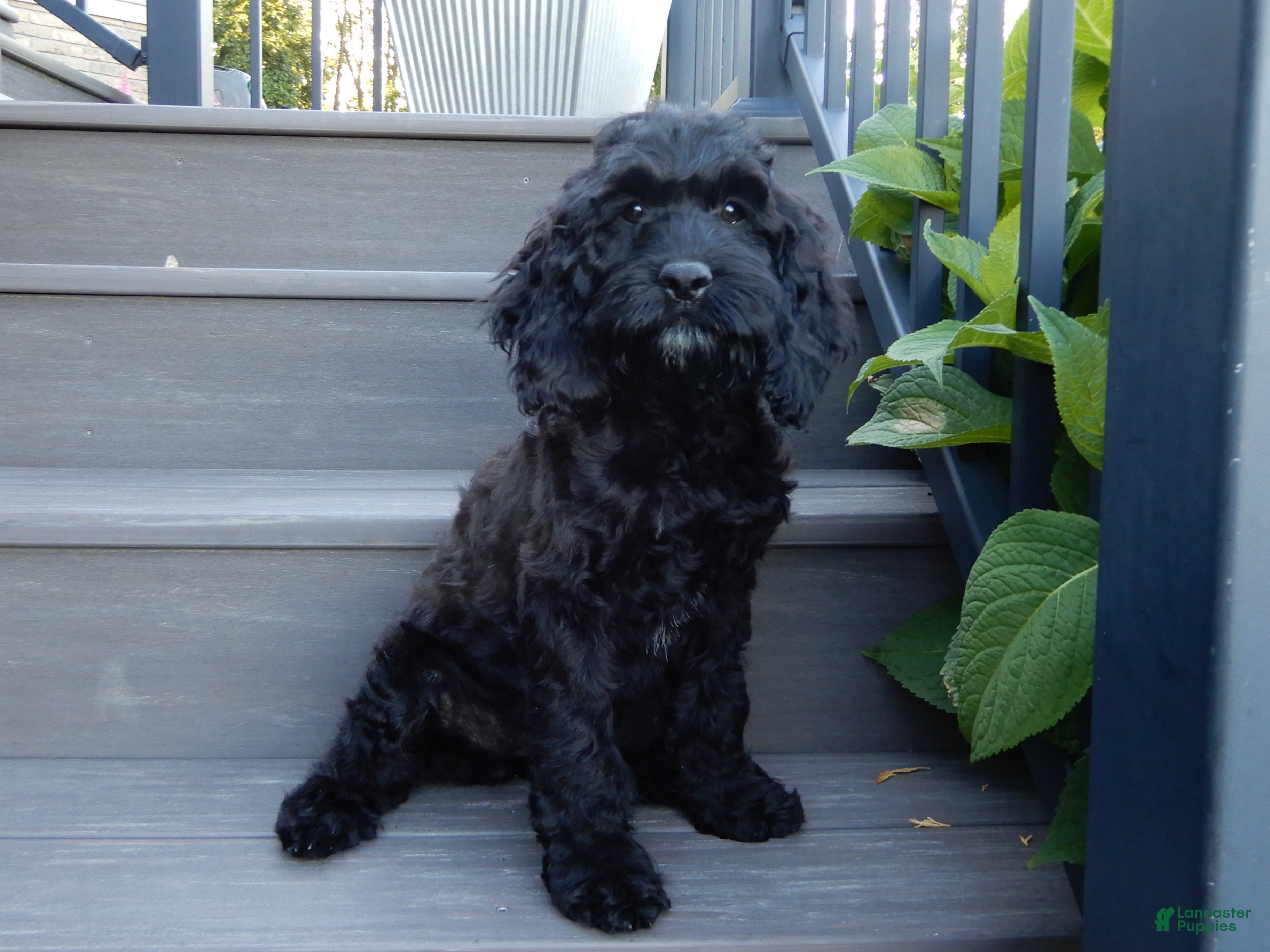 Cockapoo dogs Jet - Ad 2