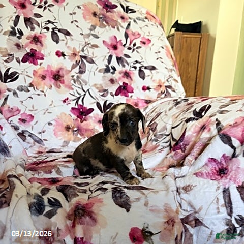 Miniature Dachshund dogs Jess - Ad 2