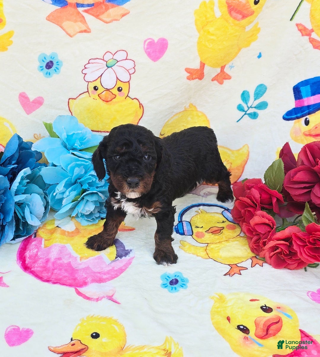 Cavapoo dogs for sale: Relic - Ad 2