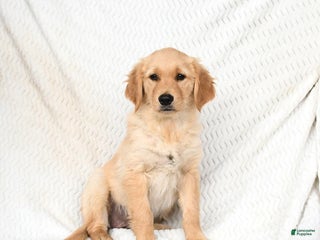 Golden Retriever dogs - Ad 36