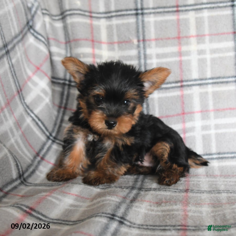 Yorkshire Terrier dogs Dumpling - Ad 2
