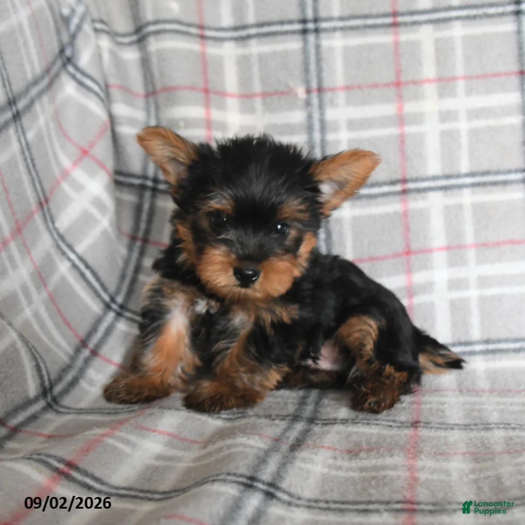 Yorkshire Terrier dogs for sale: Dumpling - Ad 2