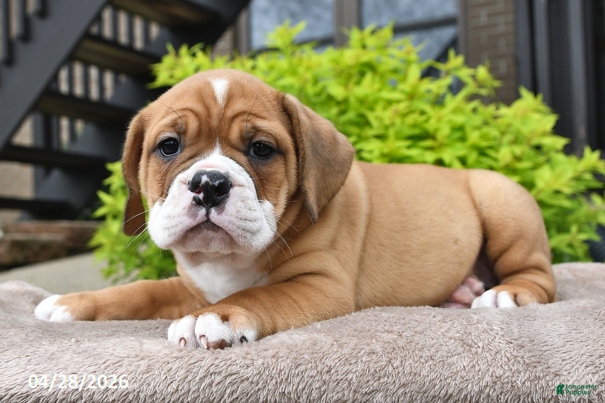 Beabull dogs Mallory - Ad 2