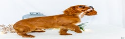 Cavalier King Charles Spaniel dogs for sale: Candy Cane - Ad 3