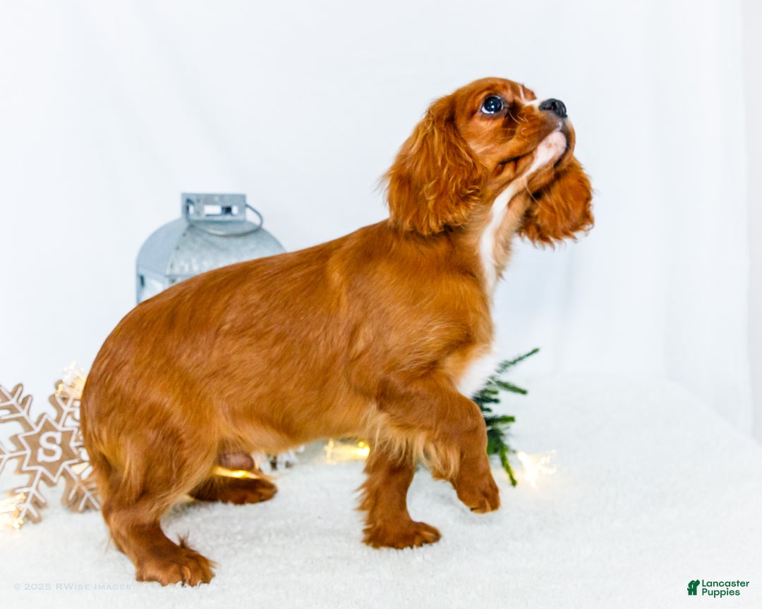 Cavalier King Charles Spaniel dogs for sale: Candy Cane - Ad 3
