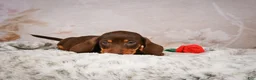 Miniature Dachshund dogs for sale: Simon - Ad 8