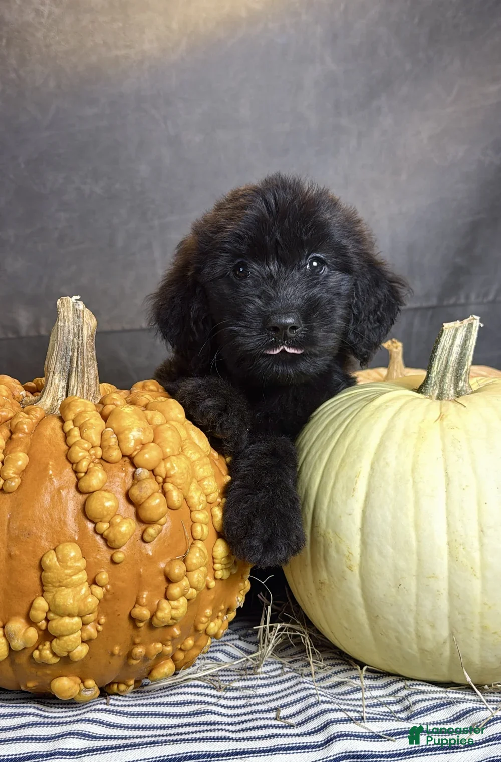 Goldendoodle dogs Buddy - Ad 2