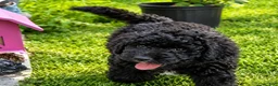 Bernedoodle dogs for sale: Merlin  - Ad 2