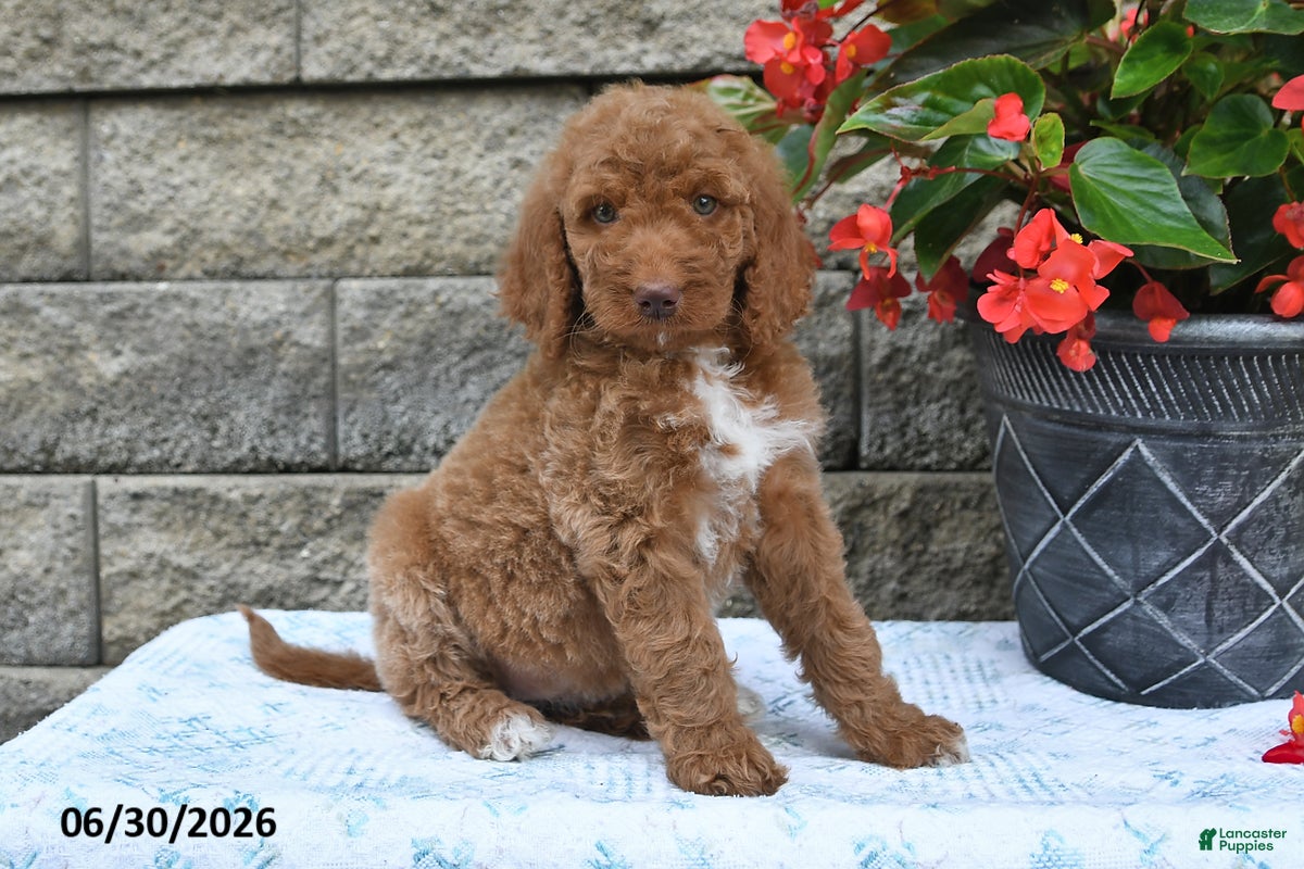 Goldendoodle dogs Kelly - Ad 2