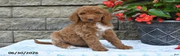 Goldendoodle dogs for sale: Kelly - Ad 2
