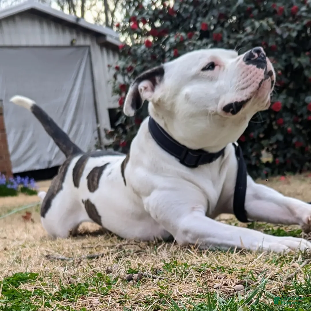 American Bully dogs for stud: Looking to stud - Ad 2