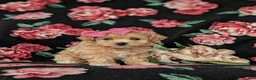 Maltipoo dogs for sale: Sierra 6 lbs full grown - Ad 3