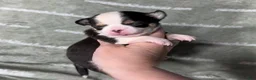 Chihuahua dogs for sale: Jethro Black Tricolor Short Coat - Ad 2