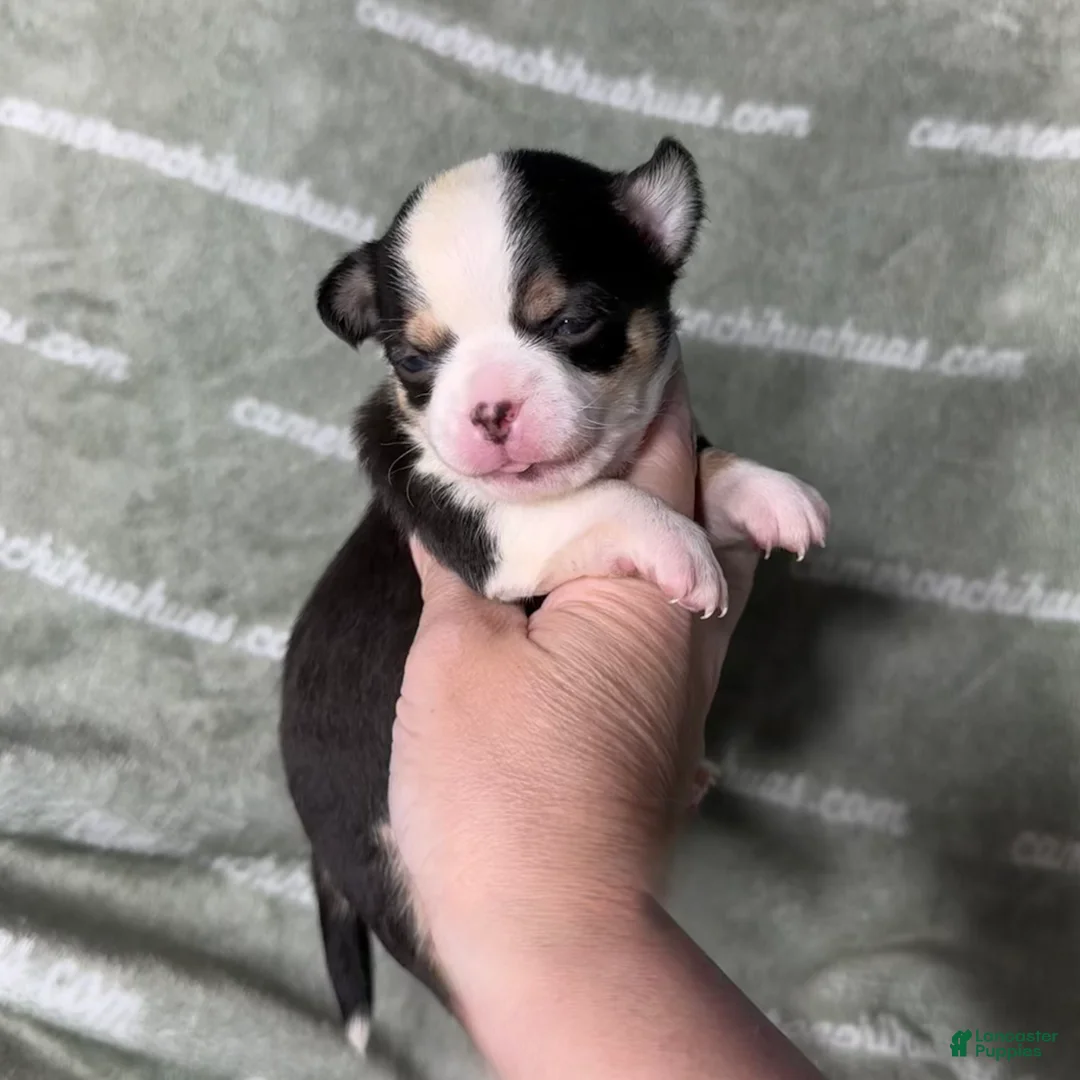 Chihuahua dogs for sale: Jethro Black Tricolor Short Coat - Ad 2