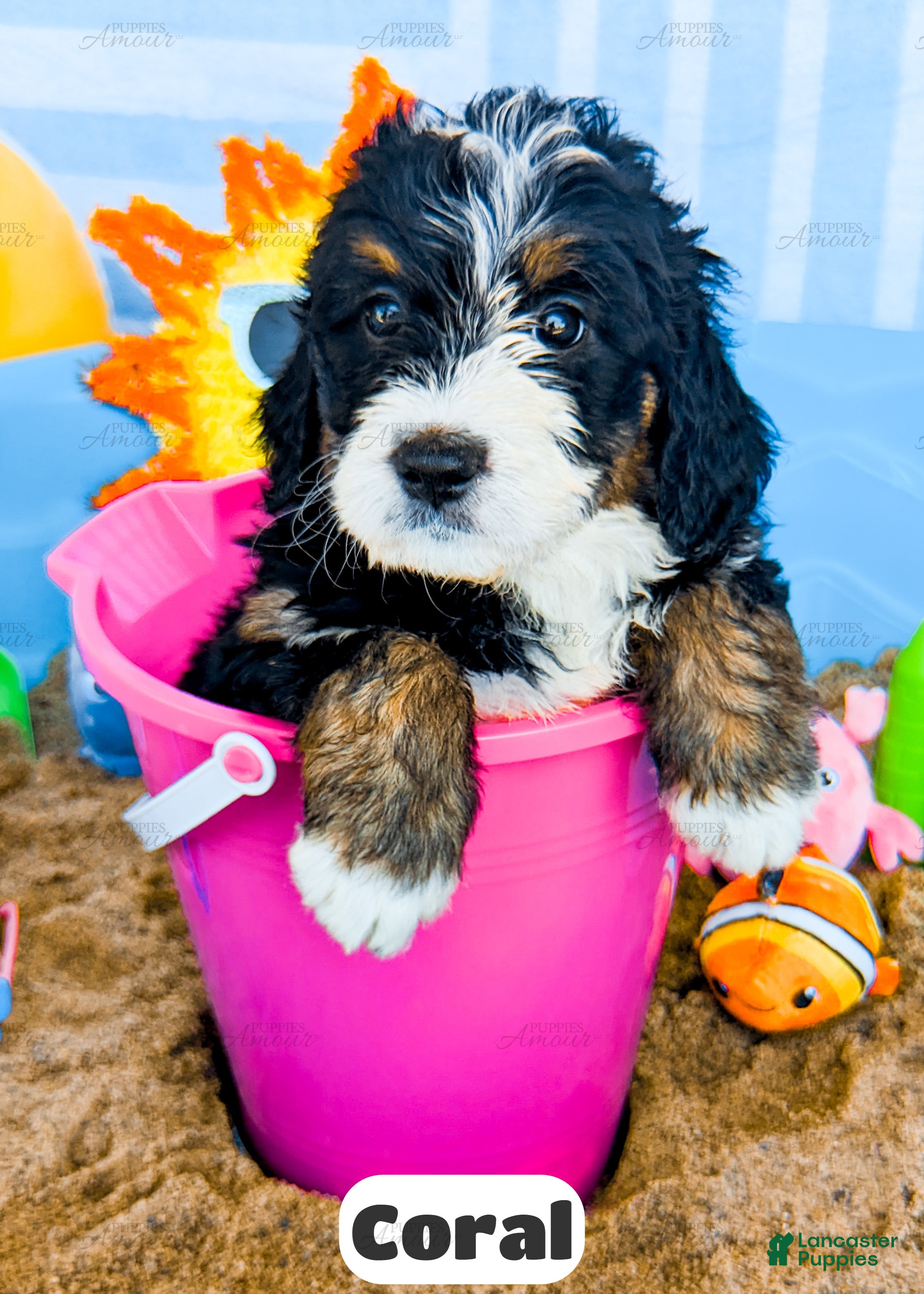 Bernedoodle dogs Coral - Ad 1