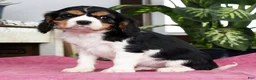 Cavalier King Charles Spaniel dogs for sale: Steven - Ad 4