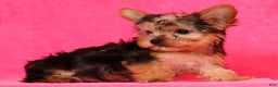 Yorkshire Terrier dogs for sale: Molly - Ad 8
