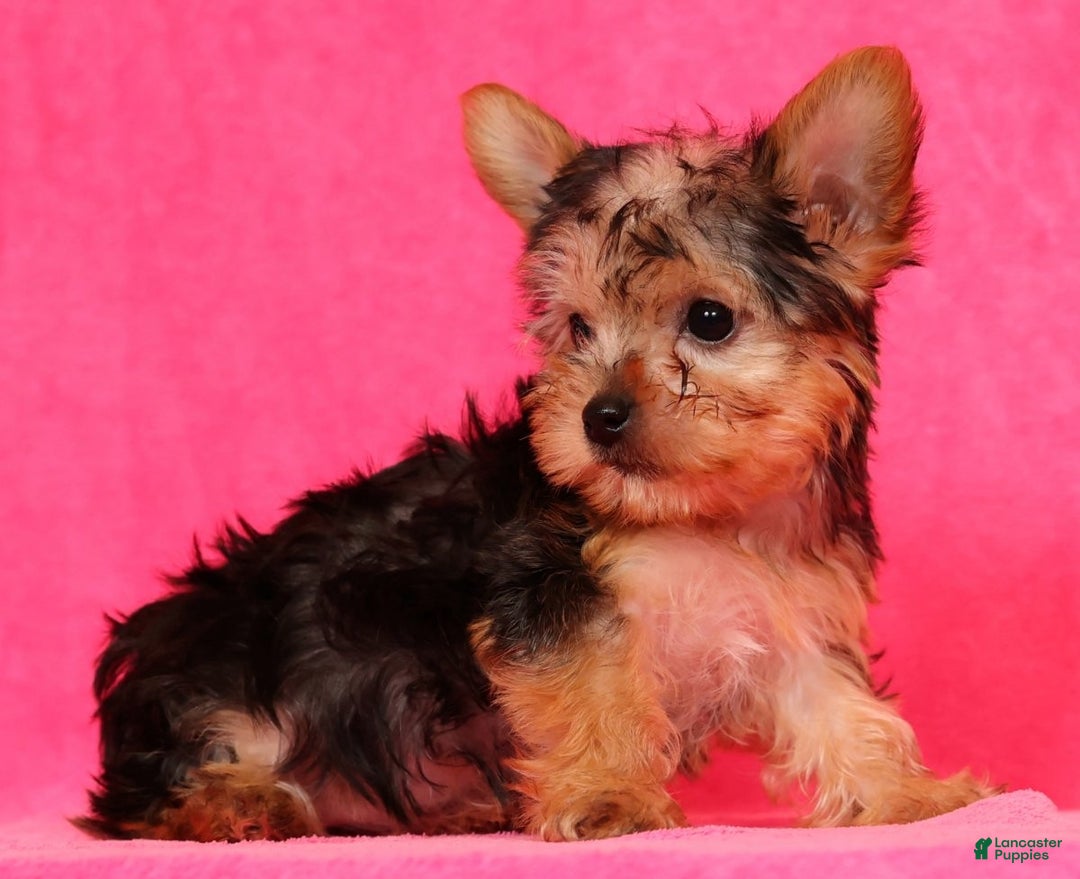 Yorkshire Terrier dogs for sale: Molly - Ad 8