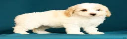 Miniature Poodle dogs for sale: Cindy - Ad 7
