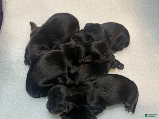 Mixed Breed dogs Prince - Ad 7