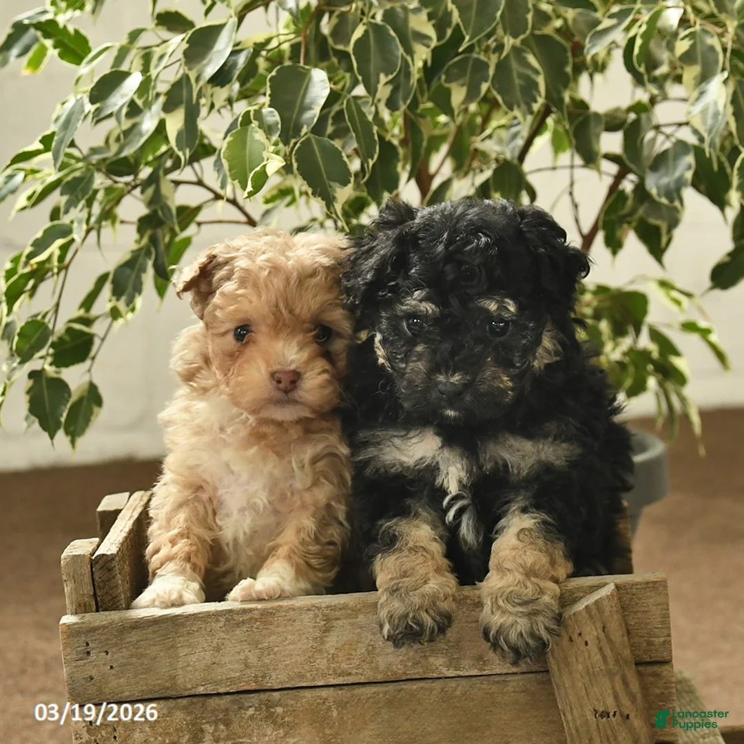 Toy Poodle dogs for sale: Viola  - Ad 10