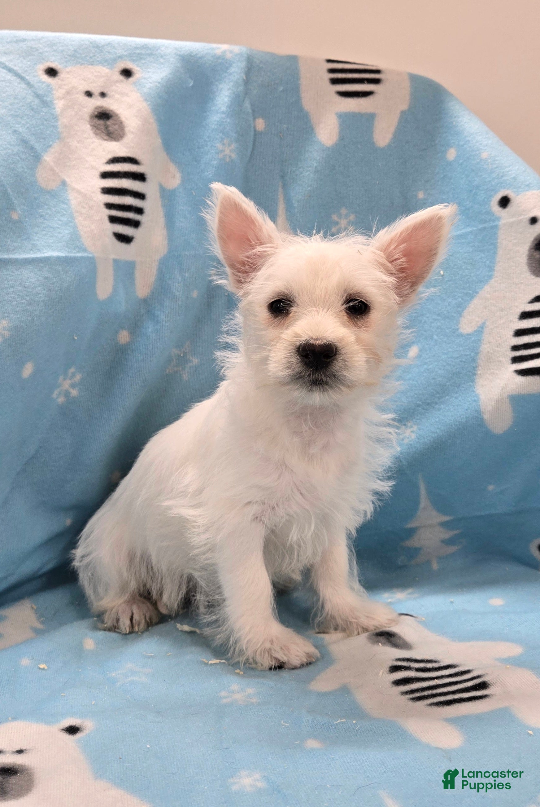 West Highland Terrier dogs Lou - Ad 1