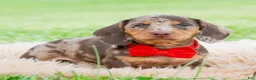 Miniature Dachshund dogs for sale: Sprout  - Ad 2
