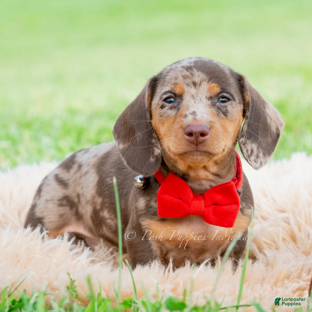 Miniature Dachshund dogs for sale: Sprout  - Ad 2