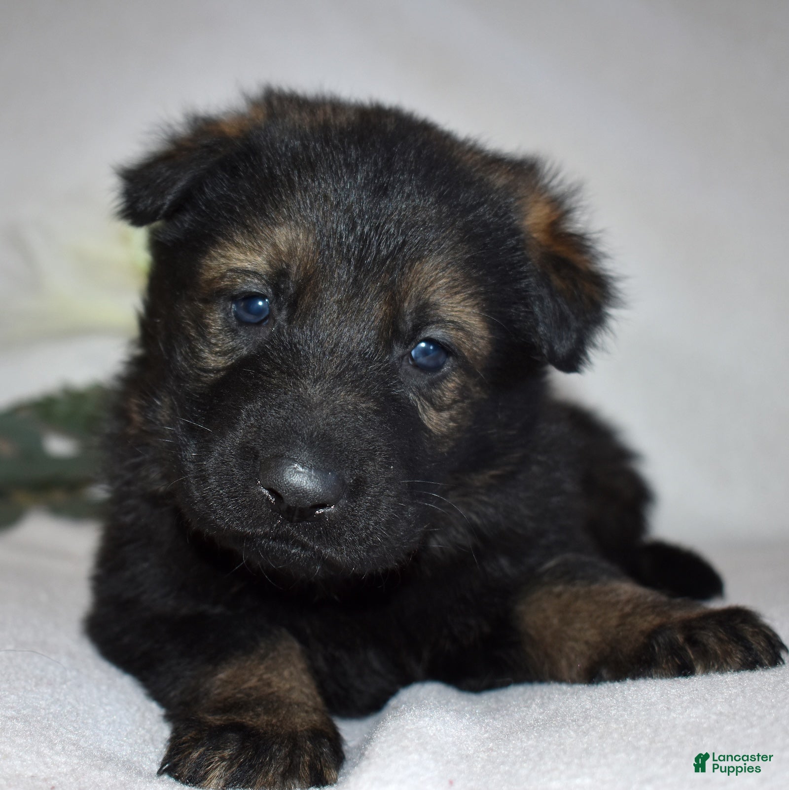 German Shepherd dogs Sheriff - Ad 17