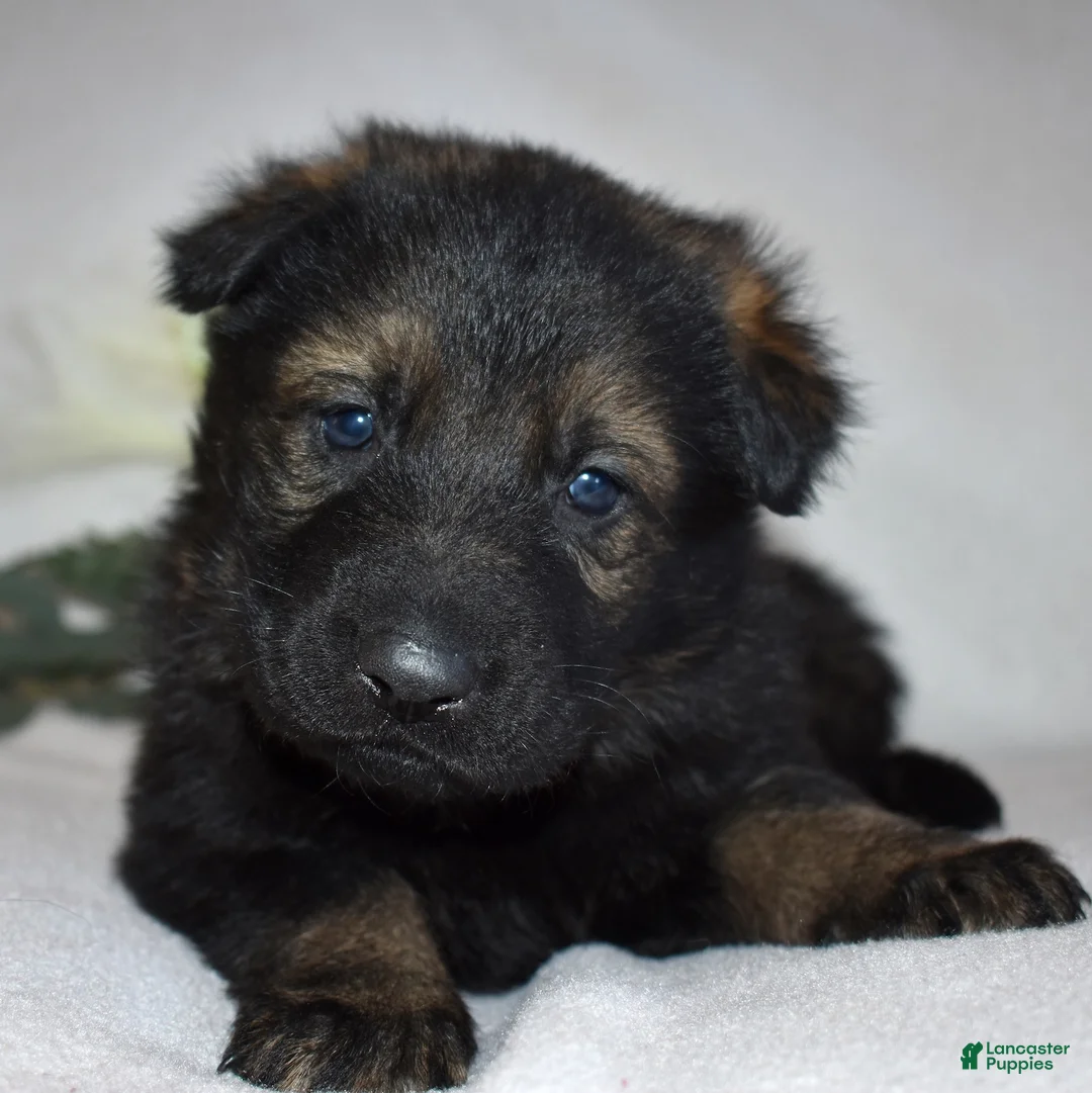 German Shepherd dogs for sale: Sheriff - Ad 1