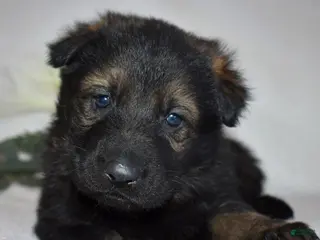 German Shepherd dogs Sheriff - Ad 17