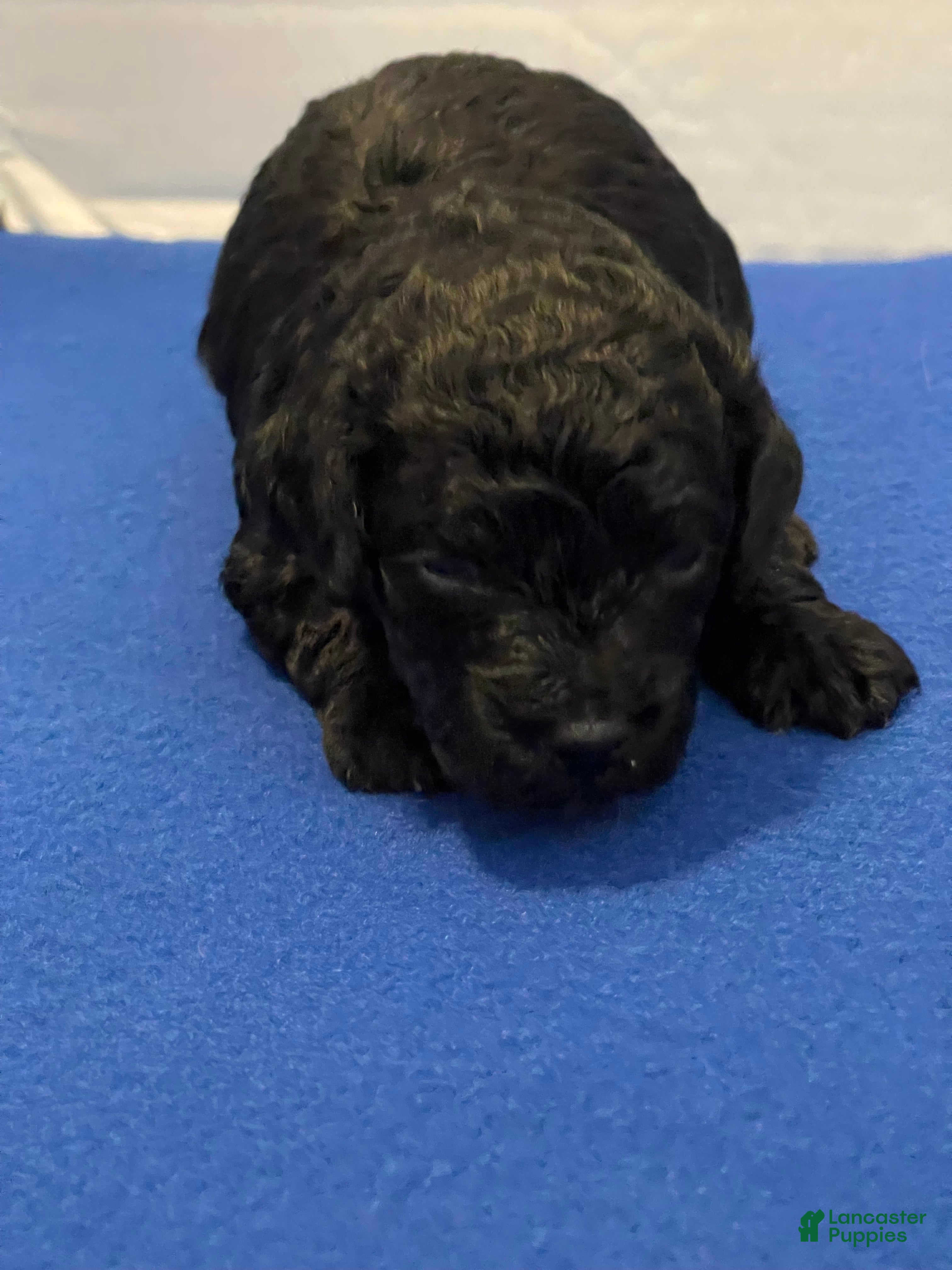 Goldendoodle dogs Goldendoodle Puppy 1 - Ad 33