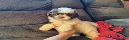 Teddy Bear dogs for sale: Rusty - Ad 1